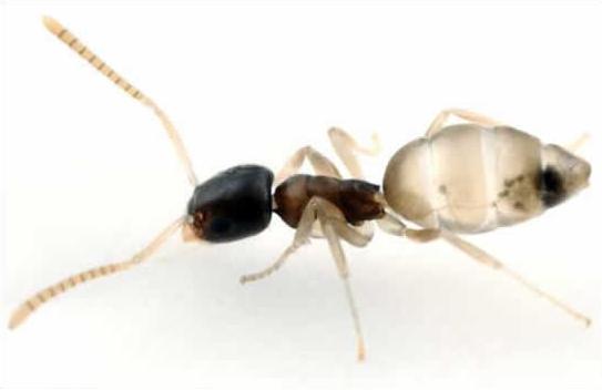 fakta tentang semut pudak